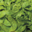 Salade Feuille de chêne verte
