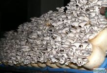 bio Champi, Pleurote huître- Pleurotus ostreatus