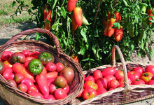 tomates du potager de Jean-claude