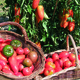 tomates du potager de Jean-claude