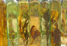 Mielaigre agrumes