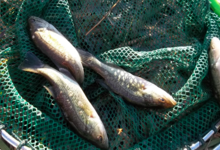 Black-bass