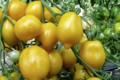 Tomates Lemon Tree