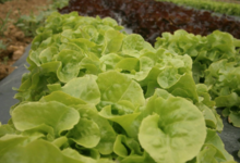 salades bio