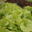 salades bio