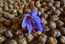 Noix et Noisettes safranées