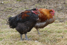 poulets cous nu noirs ou cendrés