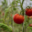 tomates cerise