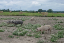 Eric Lelièvre, viande bovine et porcine BIO à la ferme
