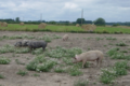 Eric Lelièvre, viande bovine et porcine BIO à la ferme