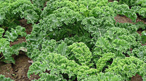 Le chou kale, un légume santé