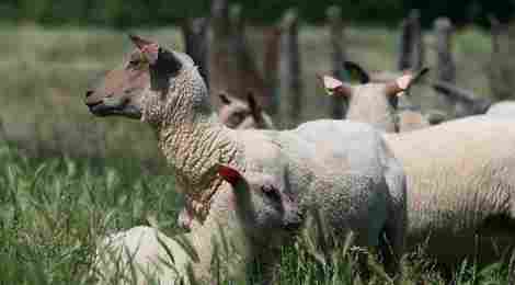  Vente directe de viande d'agneau