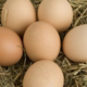 œufs fermiers 