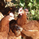 Le Flèche, œufs de poules élevées en plein air