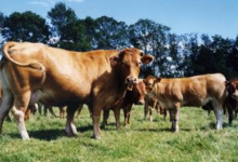 viande bovine bio