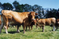 viande bovine bio