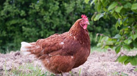 poules