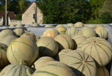 Melon Charentais IGP du Haut Poitou