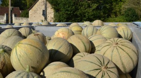 Melon Charentais IGP du Haut Poitou