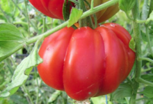 tomate coeur de boeuf bio