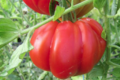 tomate coeur de boeuf bio