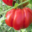 tomate coeur de boeuf bio