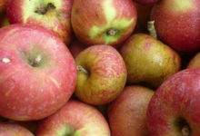pommes bio