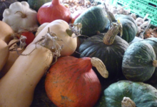 courges, potirons, patissons...bio