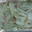 eucalyptus