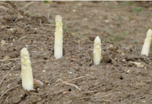 Asperges