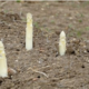 Asperges