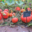 La courge Ambercup 