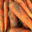 carottes