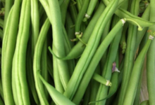 haricots verts