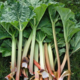 Claude et Laurent Ardouin, production fruitière