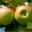 Pommes