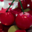 "cerises d'amour"