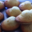 Maison Suzanne, madeleines