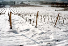 Domaine Fabrice Gasnier