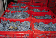 Domaine Fabrice Gasnier