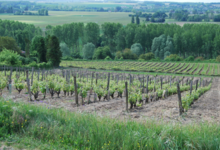 Domaine Bernard Baudry
