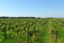 Benoït Gautier, Domaine de la Châtaigneraie