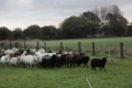 Moutons des Landes de Bretagne