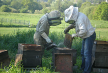 Les ruchers de Verneuil