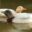 Canard Mignon