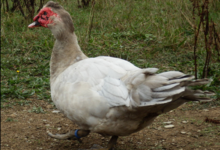 Canard de Barbarie