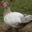 Canard de Barbarie