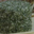 Fromage de vache frais ail & fines herbes