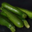 Courgette bio