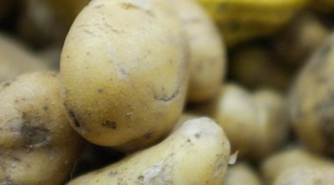 Pomme de terre Alliance bio